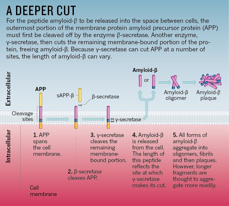 the-amyloid-hypothesis-on-trial