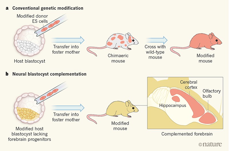 Absent Forebrain Replaced By Embryonic Stem Cells