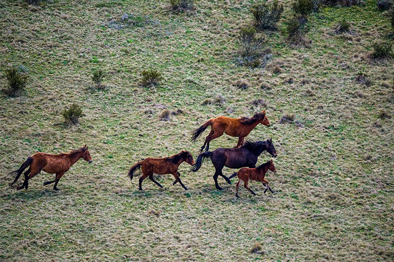 5 brumbies gallop through alpine pastures in Kosciuszko National Park