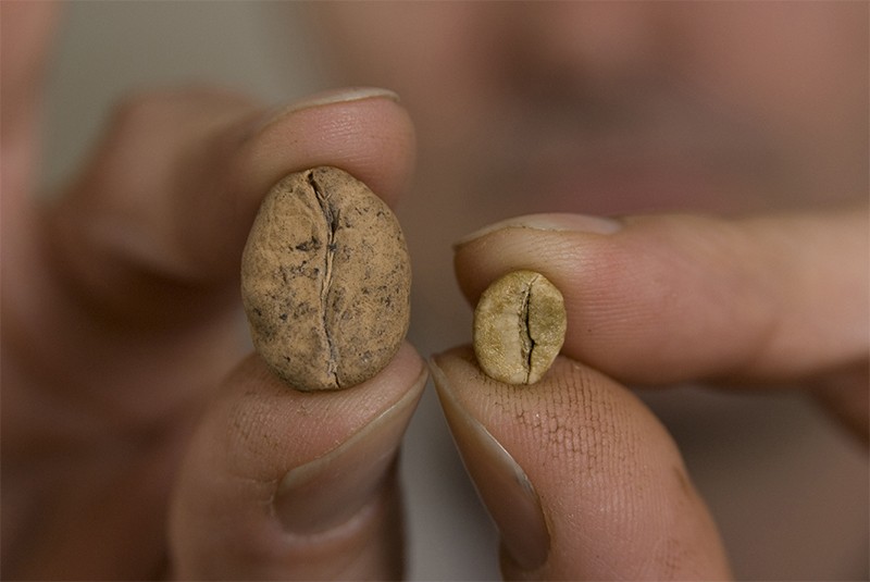 Hands raise two threatened species of coffee: Ambongo (l) and Arabica (r).