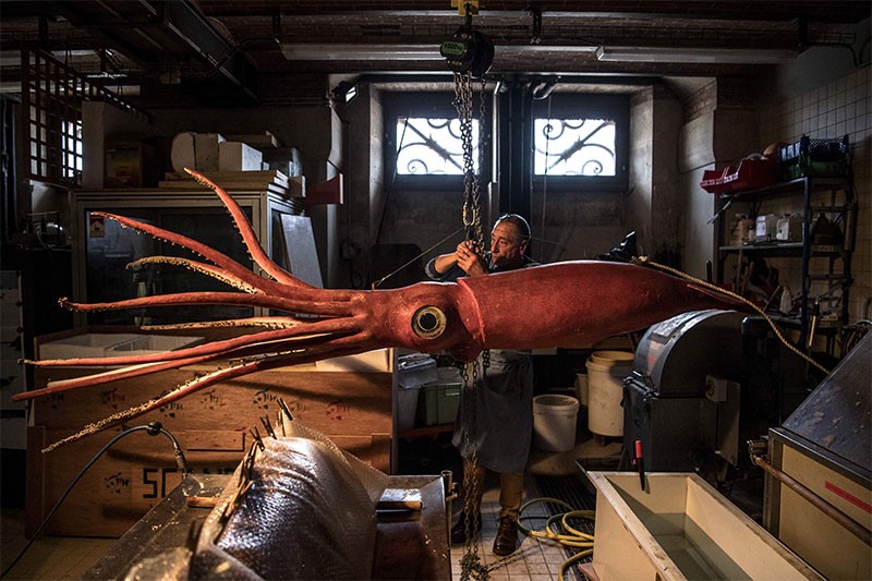 Restoration of a giant squid at the Museum of Natural History in Paris