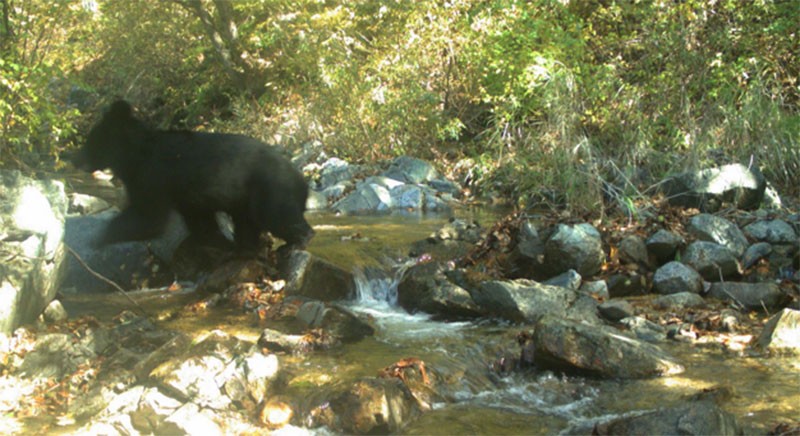 An Asian black bear photographed by an unmanned camera in the demilitarized zone of Korea