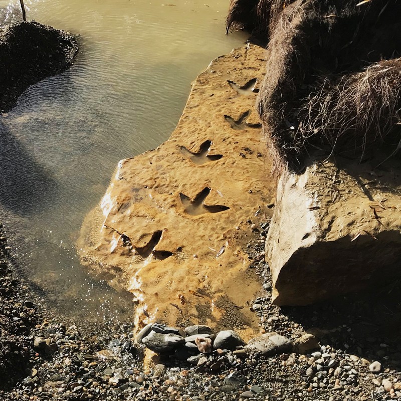 Fossilized footprints of a giant Moa bird and unable to fly discovered in a New Zealand river.