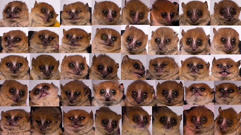 Profile photographs of lemurs Microcebus rufus mice from the Ranomafana rainforest in Madagascar