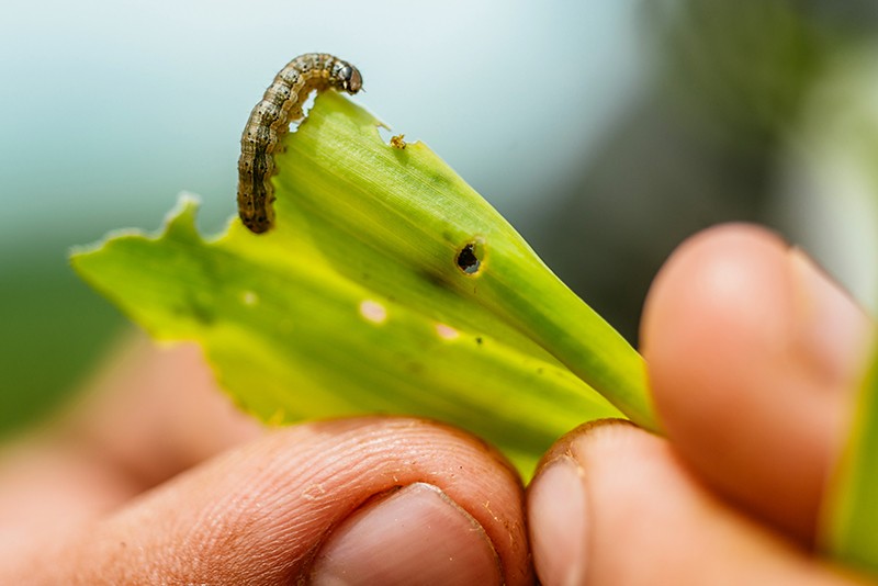 A farmer displays the caterpillar of a fall armyworm