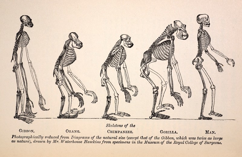 The Frontis engraving from the first edition of Huxley's 1863 "Evidences as to Man's Place in Nature" showing primate skeletons