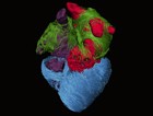 Nature Reviews Cardiology