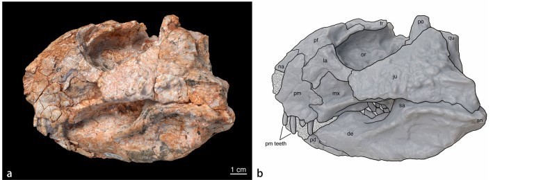 skull in lateral view, from Fig 1 of Yu et al. 2020