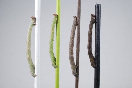 4 peppered moth caterpillars in different colors matching the vertical sticks that they are attached to