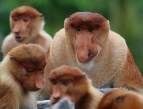 male proboscis monkeys in a group looking toward the camera