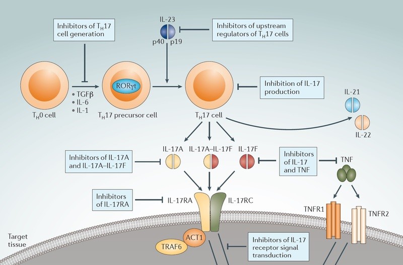 Multimedia | Targeting IL-17 in inflammatory disease