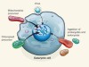 Gene transfer in complex cells