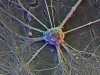 | Santiago Ramón y Cajal: art, politics and neuroscience revolution - Nature.com