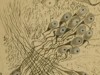 | Santiago Ramón y Cajal: art, politics and neuroscience revolution - Nature.com