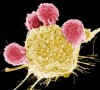 research articles for cancer cells
