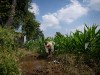 Remove subsidies to solve India’s fertilizer-overuse problem