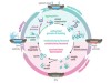 Flexible paths to multicellularity