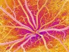 五十年前一個簡單方程式描述了生物學的混沌