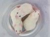 歐盟欲終結動物實驗,但野心需資金支持