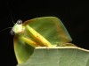 Why insects need their own protected areas