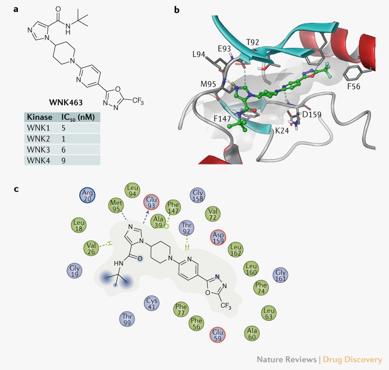 WNK kinases an untapped opportunity to modulate ion transport