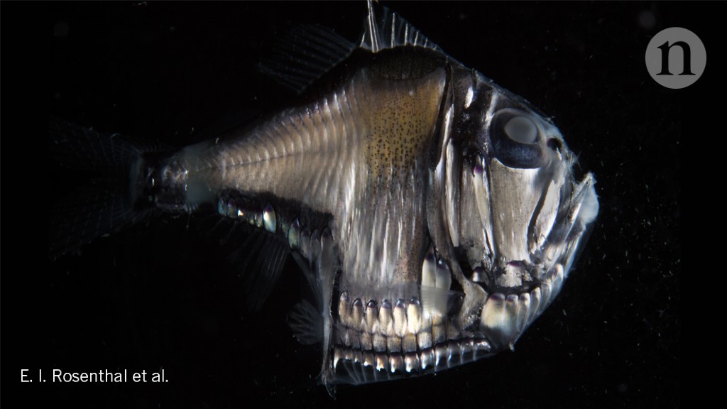 Hatchetfish Cloaking Strategies Unveiled Research Highlights
