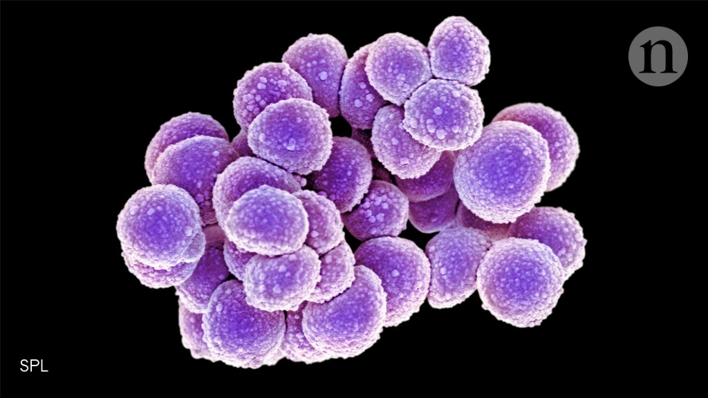Staphylococcus aureus 3. S. aureus золотистый стафилококк. Стафилококк воспаление.