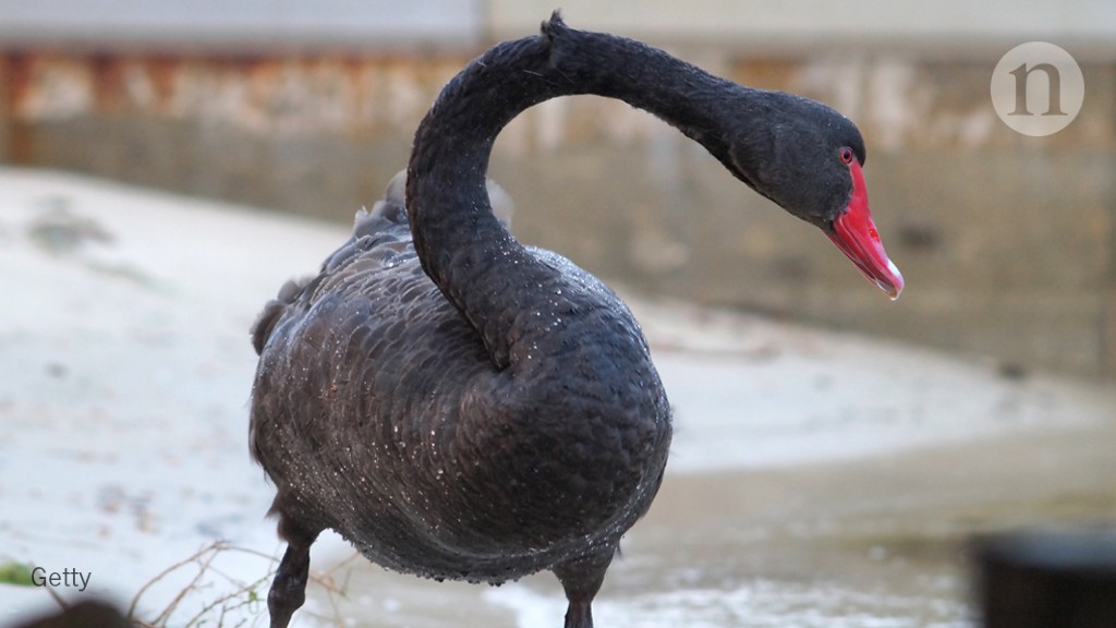 sammen Fjord Tyggegummi New Zealand lost black swans after human colonization : Research Highlights