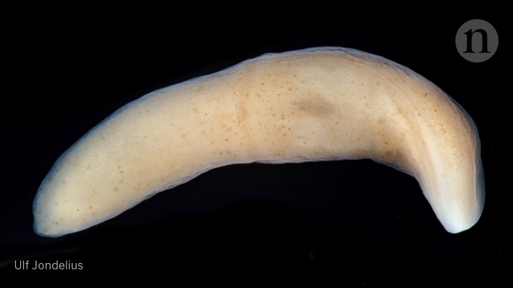 Tiny sea creatures upend notion of how animals' nervous systems evolved