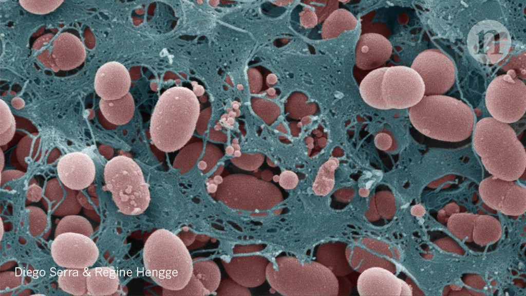 How bacteria make their fortresses : Research Highlights