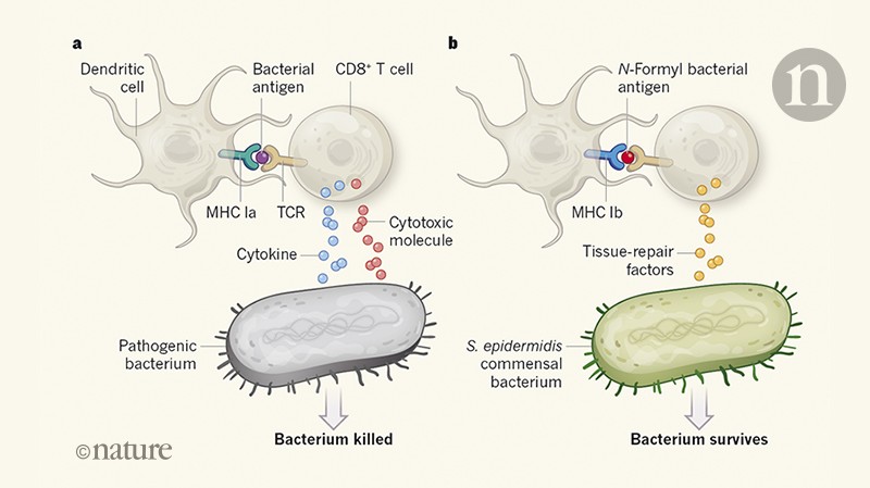 Токсины антигены. Cd8 клетки. Cd8 молекулы на поверхности т клетки связываются с. Antigens bacterial Cell. Цитокин и бактерия.