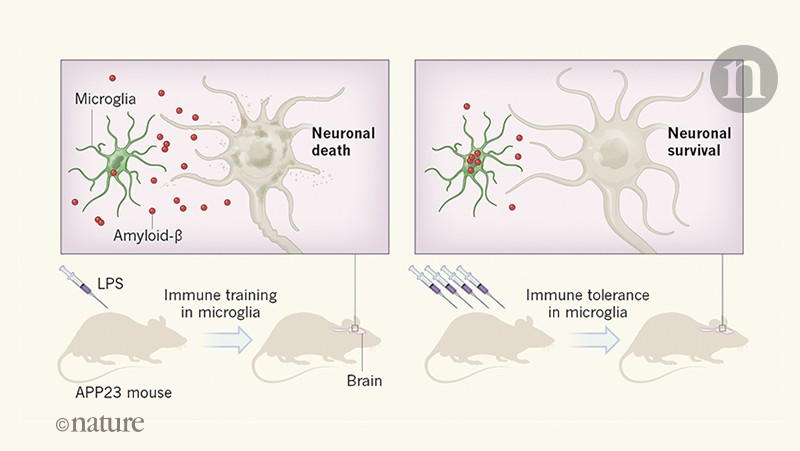 Immune Memory In The Brain