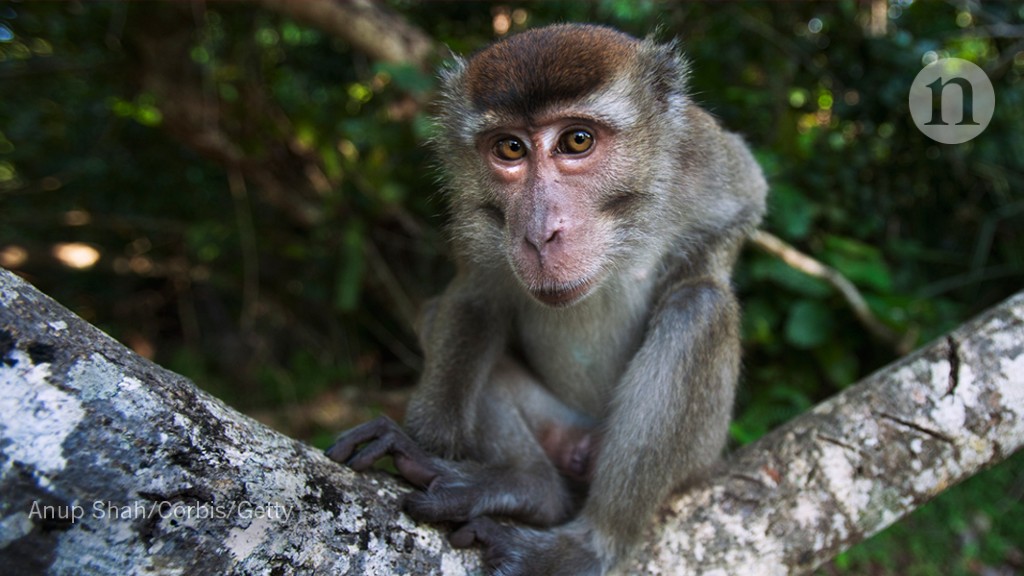 Man dies of rare Monkey-B virus that jumped to humans - signs to know | The  US Sun