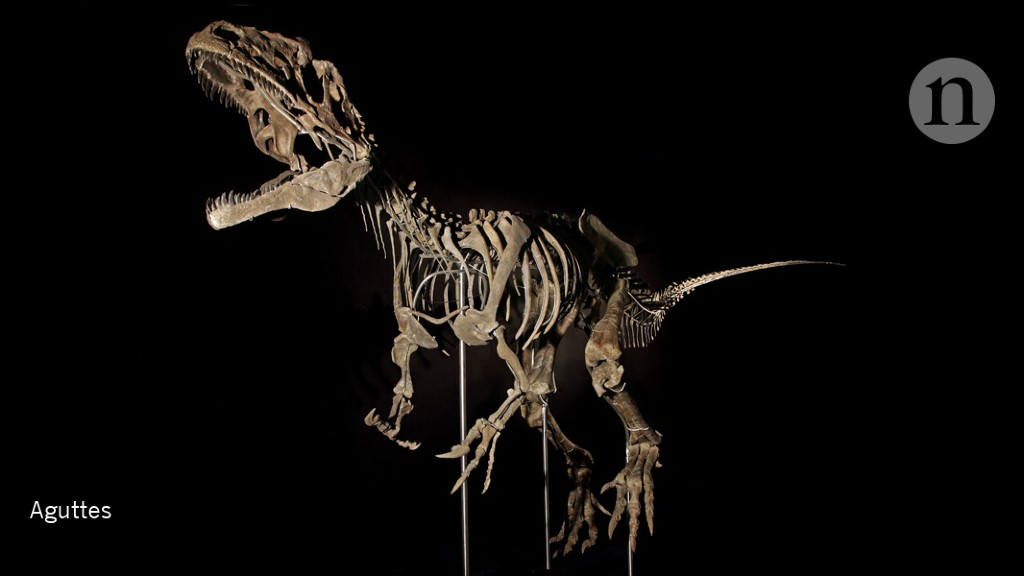 What Makes a Dinosaur a Dinosaur - Fossils and Paleontology (U.S. National  Park Service)