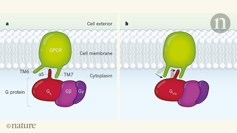 How The Ubiquitous GPCR Receptor Family Selectively Activates ...