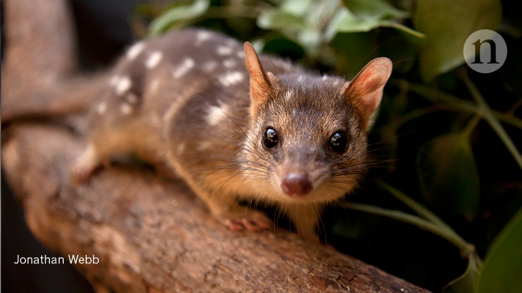 lungebetændelse ligegyldighed Klappe Ecologists try to speed up evolution to save Australian marsupial from  toxic toads