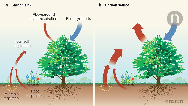 Munching bugs thwart eager trees, reducing the carbon sink