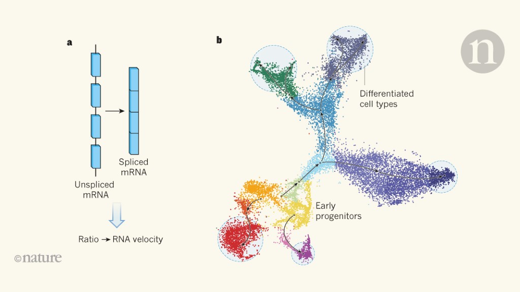 Technique To Measure The Expression Dynamics Of Each Gene In A Single Cell