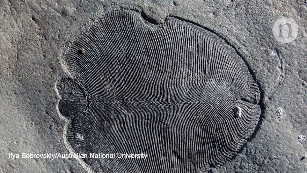 World's first animal was a pancake-shaped prehistoric ocean dweller