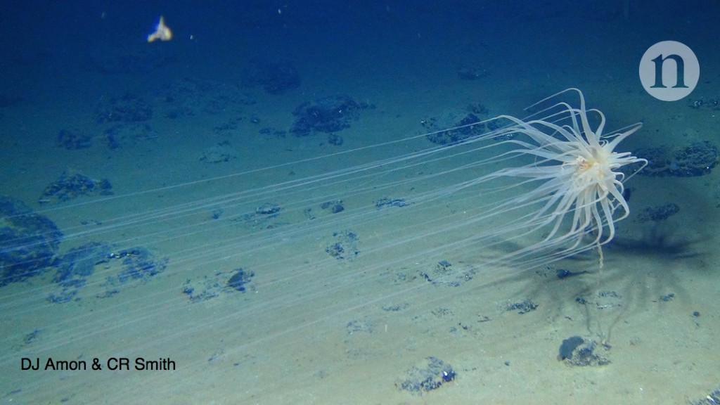 discovery-of-vibrant-deepsea-life-prompts-new-worries-over-seabed-mining