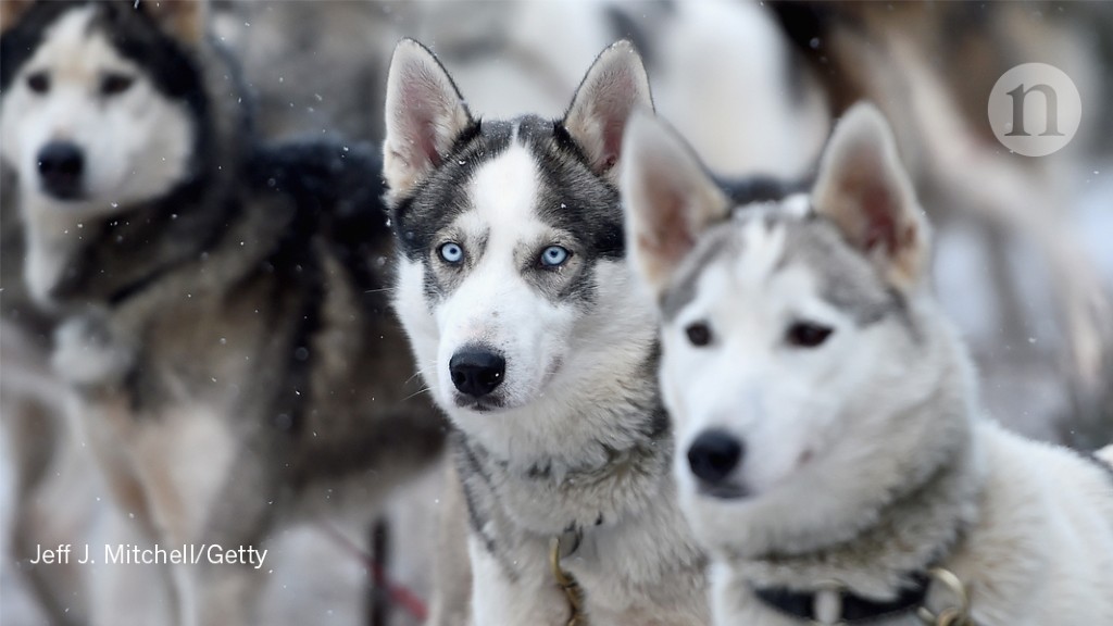 Six Thousand Pet Dogs Help Find Mutation For One Breed S Striking Blue Eyes Research Highlights