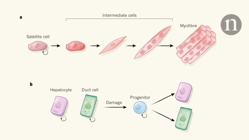 adult stem cells