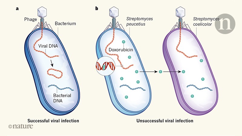 Bacterial defence molecules target viral DNA