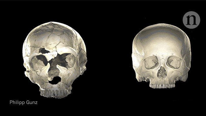 How Neanderthal DNA might have shaped some human brains