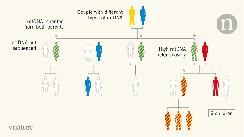 mitochondrial-dna-can-be-inherited-from-fathers-not-just-mothers