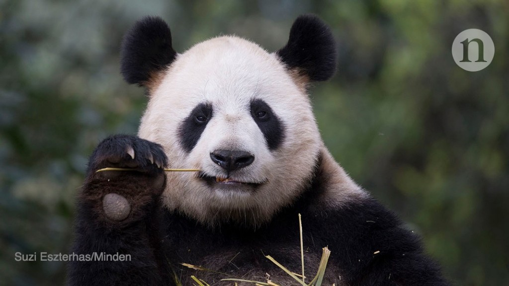 Battle over when giant pandas started their bamboo diet heats up