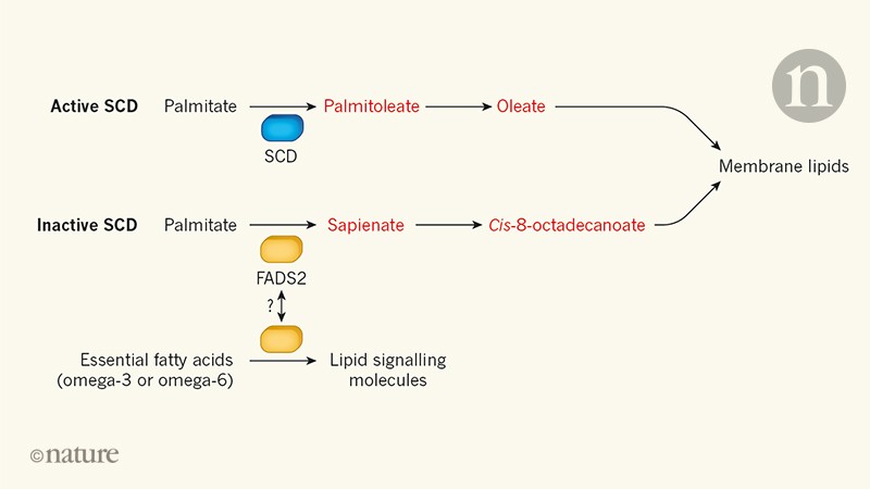 building-blocks-of-lipids-building-blocks