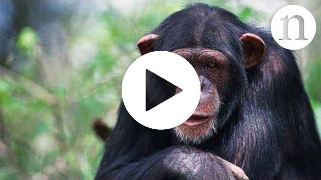 Why chimps don't play baseball