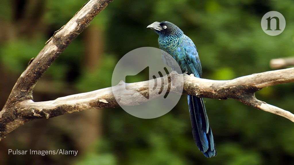 Podcast: Tropical cuckoo parasitism topological materials and
