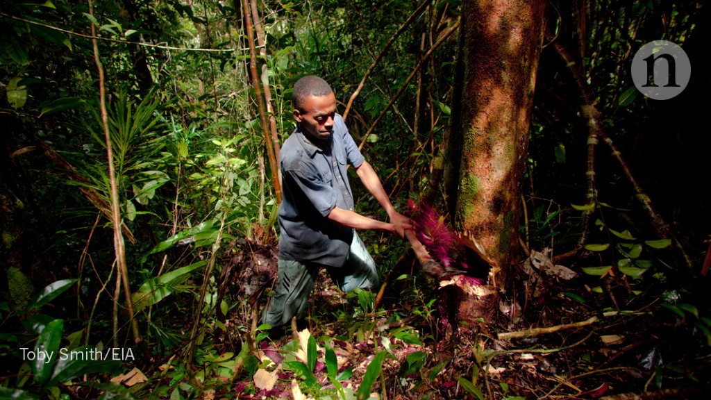 Tree Sleuths Are Using Dna Tests And Machine Vision To Crack